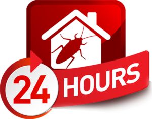 24 Hour Exterminator Swampscott, Massachussetts