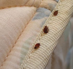 Bed Bug Control Cottage Grove, MN