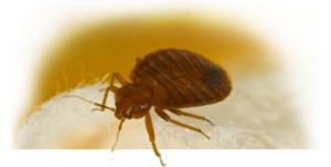 Bed Bug Exterminator Kosciusko, Mississippi