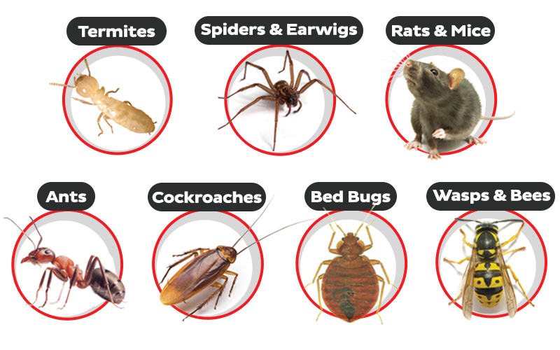 Pest Control Beaver Falls, PA | Bro’s Pest Control