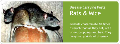 Rat & Mice Control Kirkland, WA