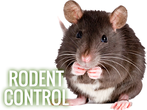 Rodent Control Weston, FL