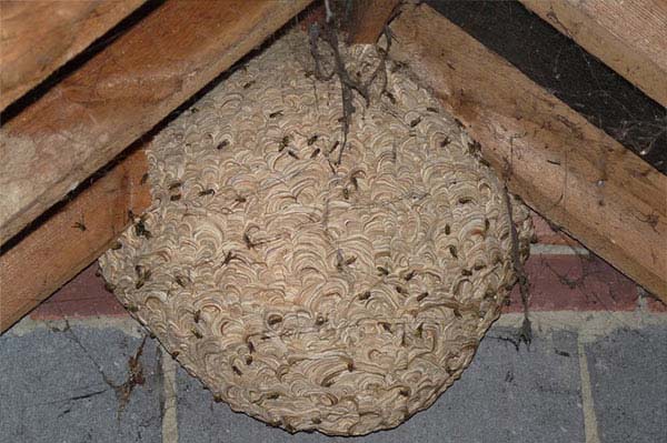 Bee Removal Stephenville, TX | Wasps, Nests, Bumble Bees