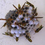 Wasp & Hornet Control Aurora, IN