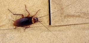 Cockroach Control Hartselle, AL