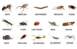 Home Pest Control Athens, GA