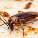 Cockroach Control Springhill, Louisiana