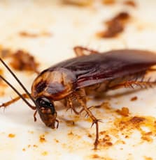 Roach Control De Queen, Arkansas