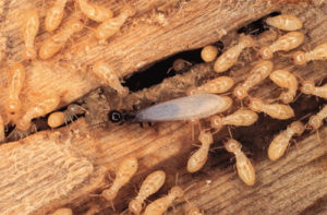 Termite Treatment Marine City, MI