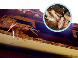 Termite Control Saraland, Alabama