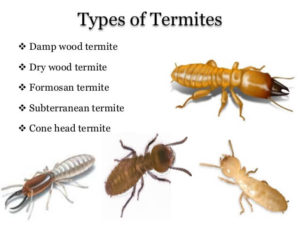Termites Flandreau, South Dakota