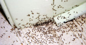 Ant Control Russellville, Arkansas