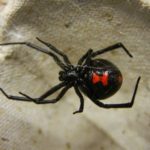 Spider Control in Aurora, IN