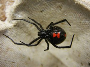 Spider Control Buchanan, NY