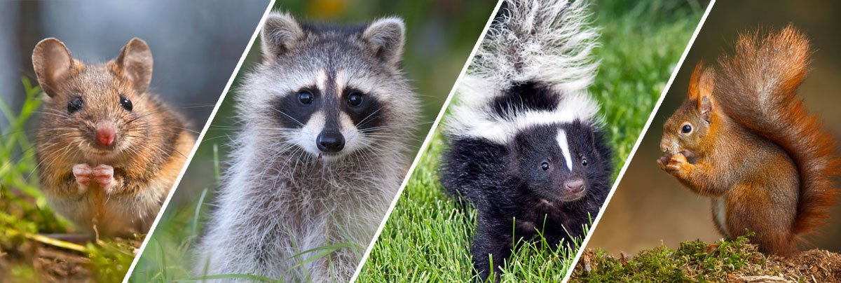 Wildlife Removal Burkburnett, TX | Bats, Birds, Squirrels